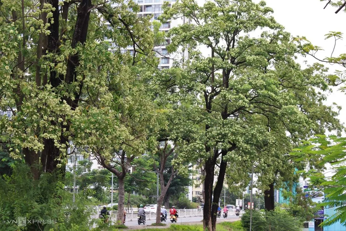 Hoa sữa thủ đ&ocirc;, hương thơm ng&agrave;o ngạt cả một v&ugrave;ng k&yacute; ức 4