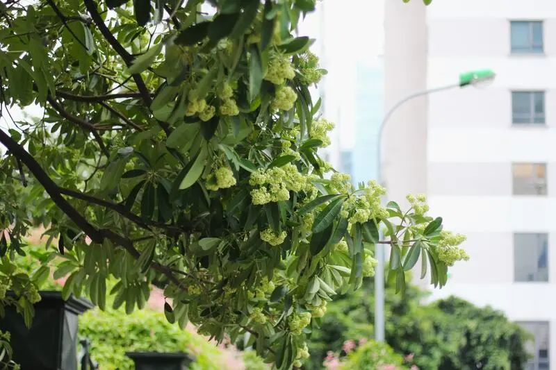 M&ugrave;a hoa sữa H&agrave; Nội mang k&yacute; ức đậm đ&agrave; của m&ugrave;a thu 8