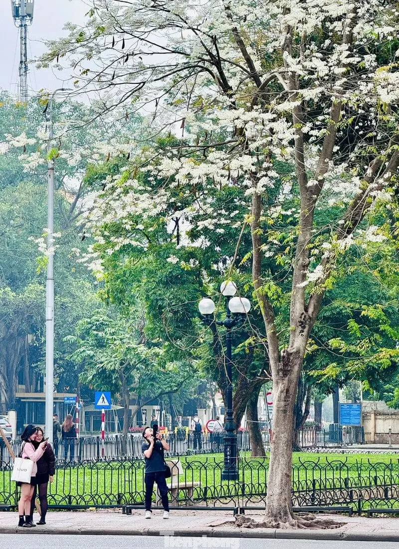 M&ugrave;a hoa sữa H&agrave; Nội mang k&yacute; ức đậm đ&agrave; của m&ugrave;a thu 5