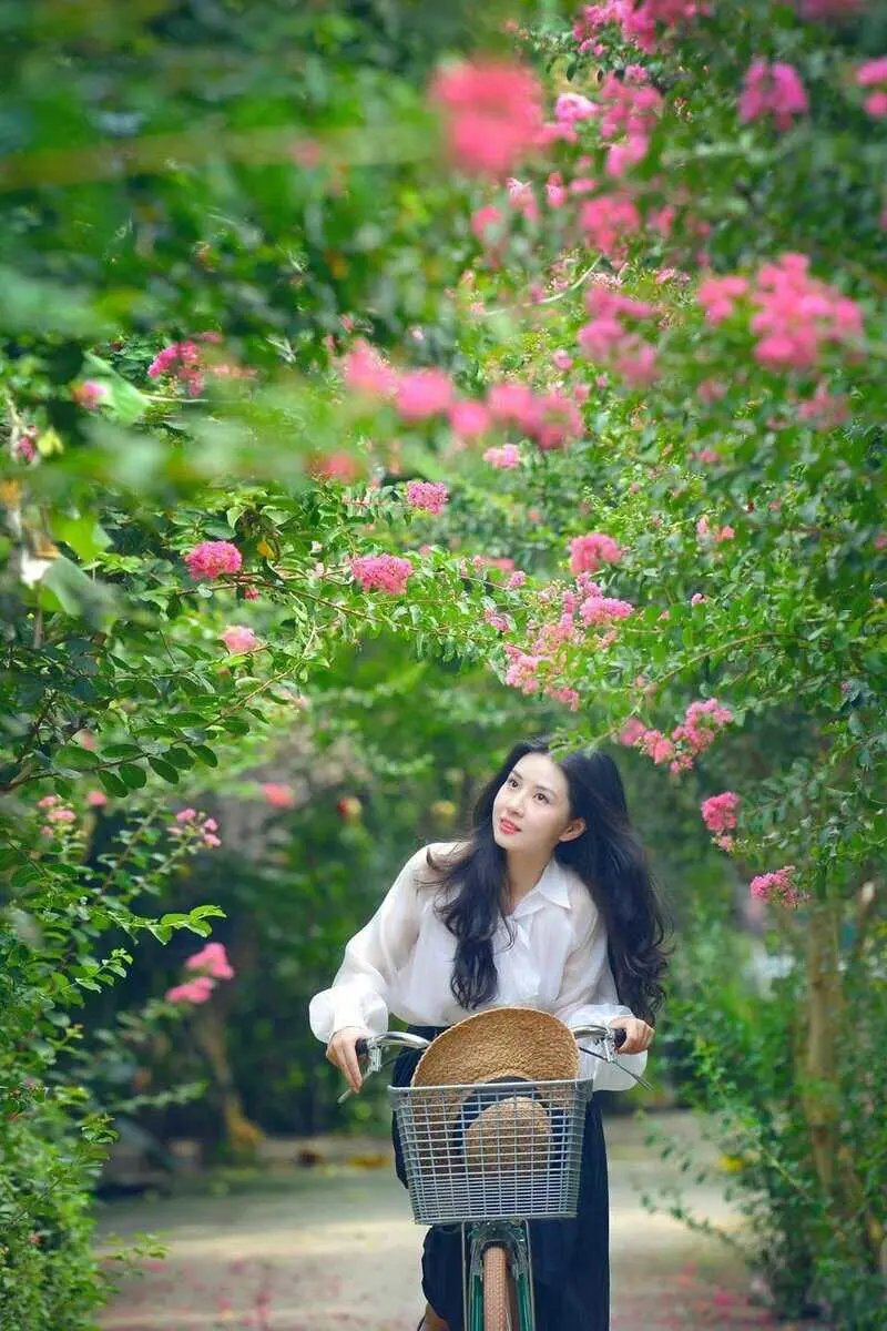 M&ugrave;a hoa tường vi H&agrave; Nội, kh&ocirc;ng gian nhẹ nh&agrave;ng s&aacute;ng bừng thủ đ&ocirc; 2
