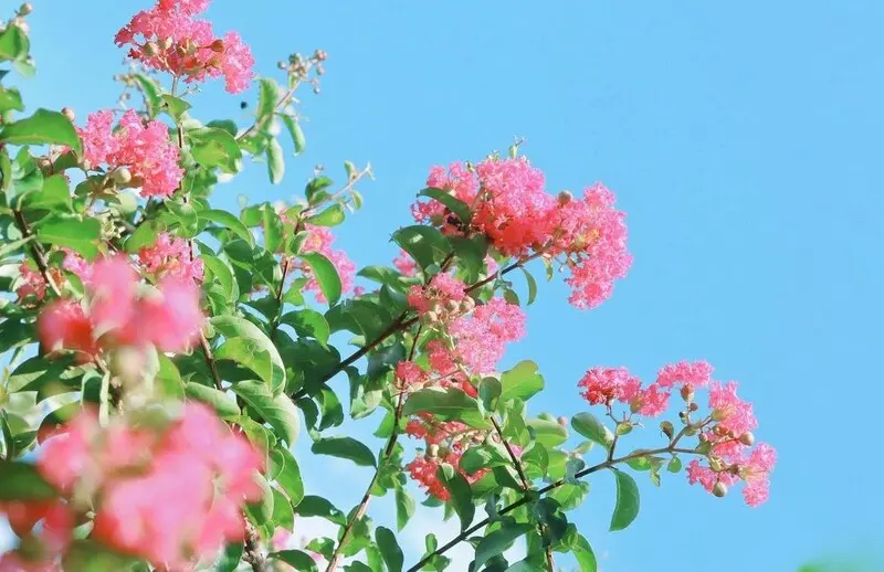 M&ugrave;a hoa tường vi H&agrave; Nội, kh&ocirc;ng gian nhẹ nh&agrave;ng s&aacute;ng bừng thủ đ&ocirc; 5