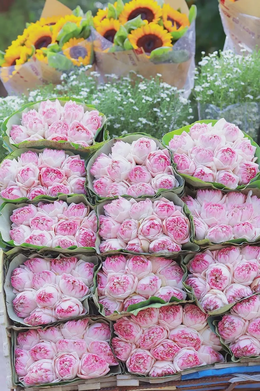 M&ugrave;a thu H&agrave; Nội, vẻ đẹp l&atilde;ng đ&atilde;ng tựa như lời h&aacute;t ru 3