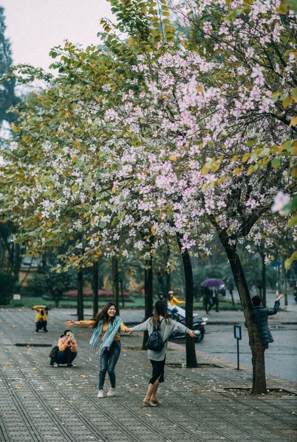 Review H&agrave; Nội, th&aacute;ng ba nơi đ&oacute; c&oacute; m&ugrave;a hoa ban nở 3