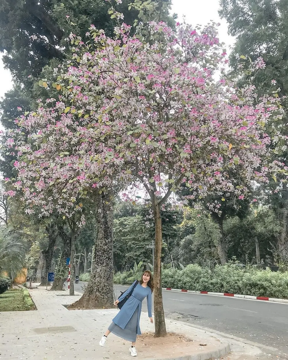 Review H&agrave; Nội, th&aacute;ng ba nơi đ&oacute; c&oacute; m&ugrave;a hoa ban nở 6