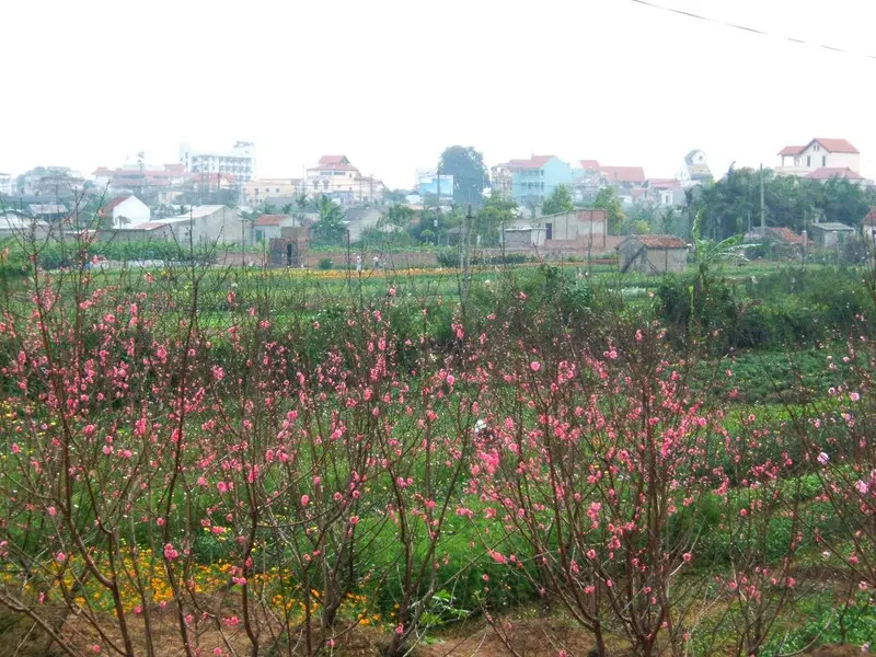 T&acirc;y Hồ H&agrave; Nội: Vẻ đẹp thơ dịu d&agrave;ng b&ecirc;n bờ s&ocirc;ng Hồng 8