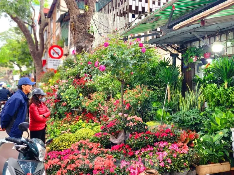 Top 10 chợ hoa Tết H&agrave; Nội cho dịp Xu&acirc;n 2026 th&ecirc;m đầy m&agrave;u sắc 6