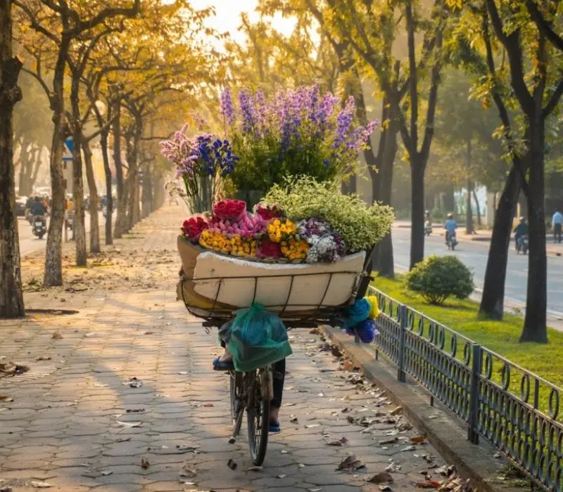 Hà Nội 12 mùa hoa: Vẻ đẹp đặc trưng của thủ đô qua mỗi tháng