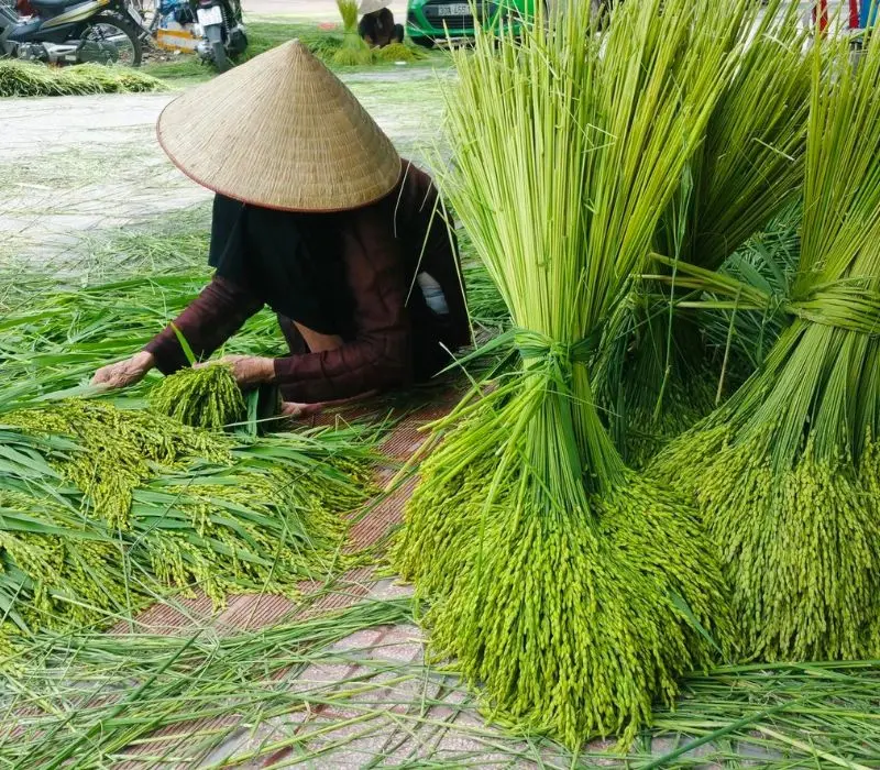 Khám phá Làng cốm Mễ Trì nổi tiếng lâu đời tại Hà Nội