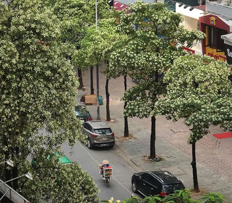 Mùa hoa sữa Hà Nội mang ký ức đậm đà của mùa thu