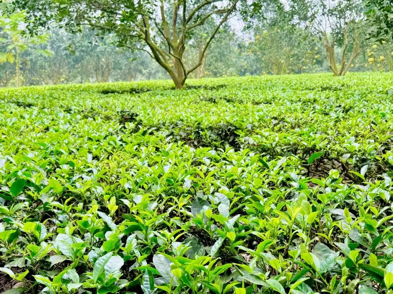 Kinh nghiệm du lịch Ba V&igrave; 2 ng&agrave;y 1 đ&ecirc;m tự t&uacute;c từ A - Z 11