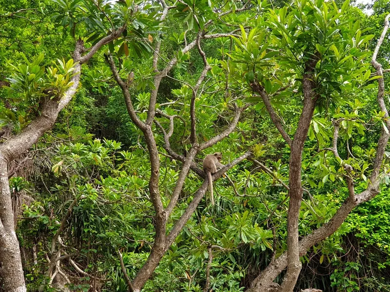 Kinh nghiệm du lịch Cát Bà: Di chuyển, trải nghiệm, ăn uống 10