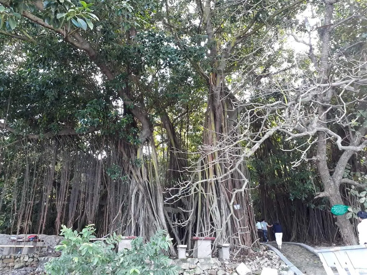 Bỏ t&uacute;i Gợi &yacute; lịch tr&igrave;nh H&ograve;n Dấu Đồ Sơn 3 ng&agrave;y chi tiết ngay 4