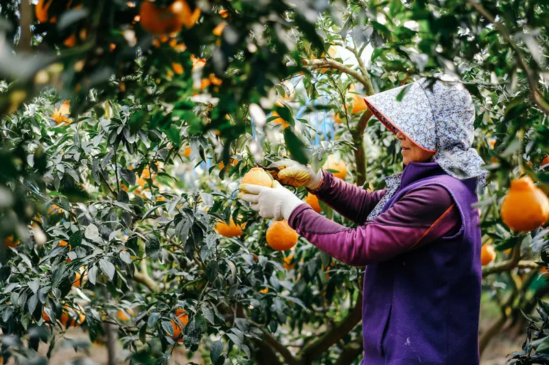 Thưởng thức qu&yacute;t Jeju, hương vị tinh t&uacute;y từ đảo thi&ecirc;n đường H&agrave;n Quốc 13