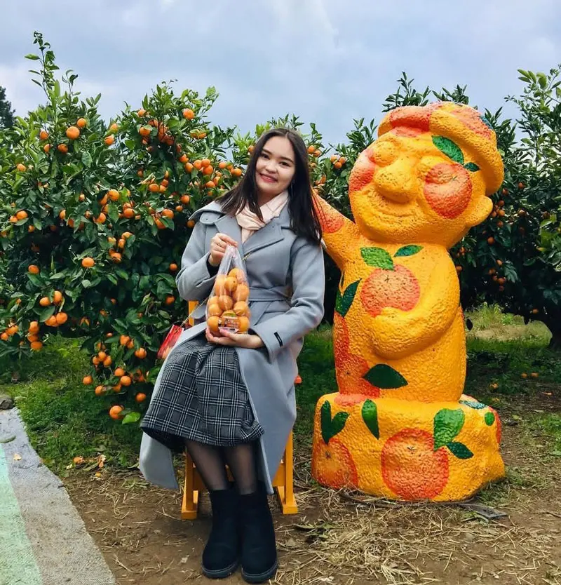 Thưởng thức qu&yacute;t Jeju, hương vị tinh t&uacute;y từ đảo thi&ecirc;n đường H&agrave;n Quốc 9
