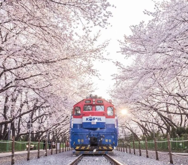 Lạc bước v&agrave;o Jinhae, thi&ecirc;n đường hoa anh đ&agrave;o đẹp nhất H&agrave;n Quốc 5