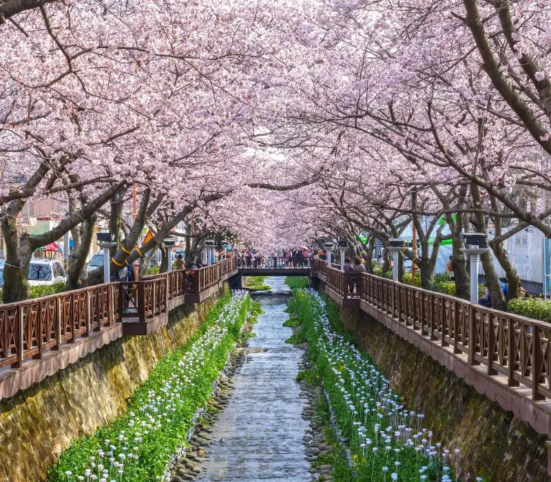 Lạc bước v&agrave;o Jinhae, thi&ecirc;n đường hoa anh đ&agrave;o đẹp nhất H&agrave;n Quốc 4