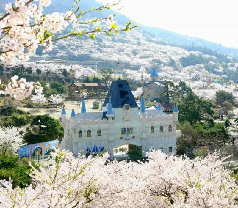 Lạc bước v&agrave;o Jinhae, thi&ecirc;n đường hoa anh đ&agrave;o đẹp nhất H&agrave;n Quốc 6