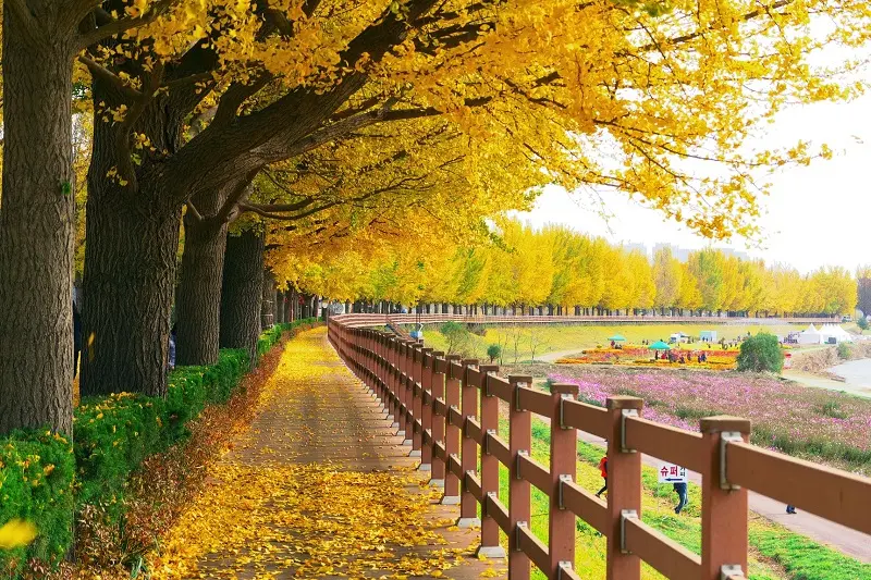Ngất ng&acirc;y m&ugrave;a thu H&agrave;n Quốc nhuộm m&agrave;u l&aacute; đỏ rực rỡ 10