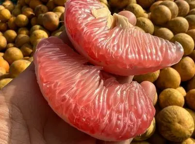 Bưởi đỏ Tân Lạc tươi ngon được ban tặng cho đất Hòa Bình