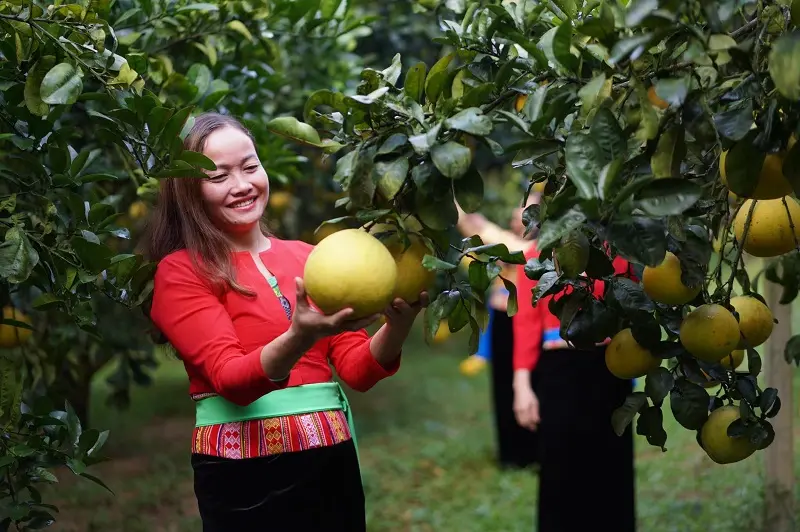 Bưởi đỏ T&acirc;n Lạc tươi ngon được ban tặng cho đất H&ograve;a B&igrave;nh 6