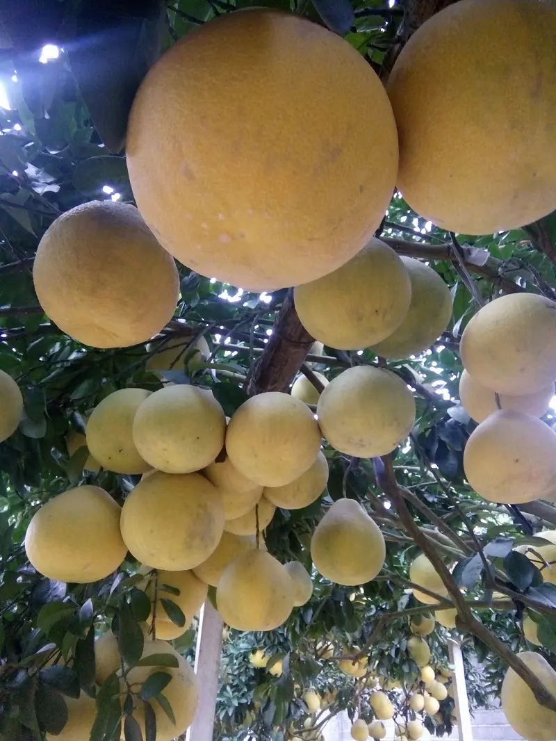 Bưởi đỏ T&acirc;n Lạc tươi ngon được ban tặng cho đất H&ograve;a B&igrave;nh 5