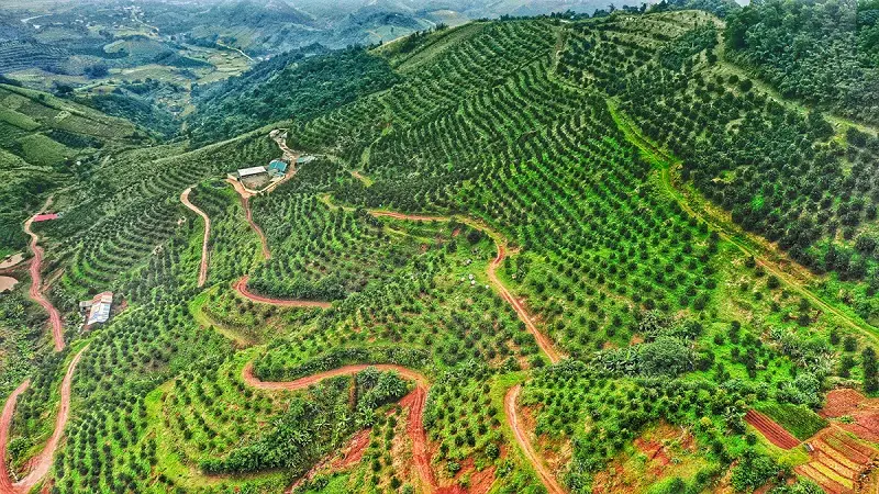 Cam Cao Phong ngon ngọt đặc sản nức tiếng đất H&ograve;a B&igrave;nh 2