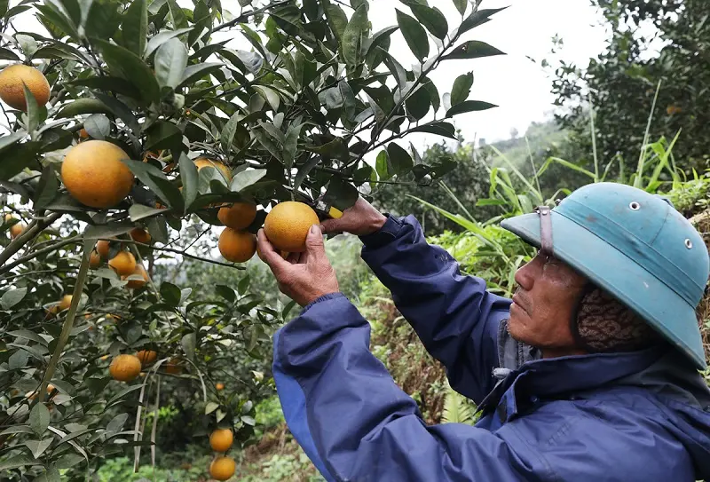 Cam Cao Phong ngon ngọt đặc sản nức tiếng đất H&ograve;a B&igrave;nh 8