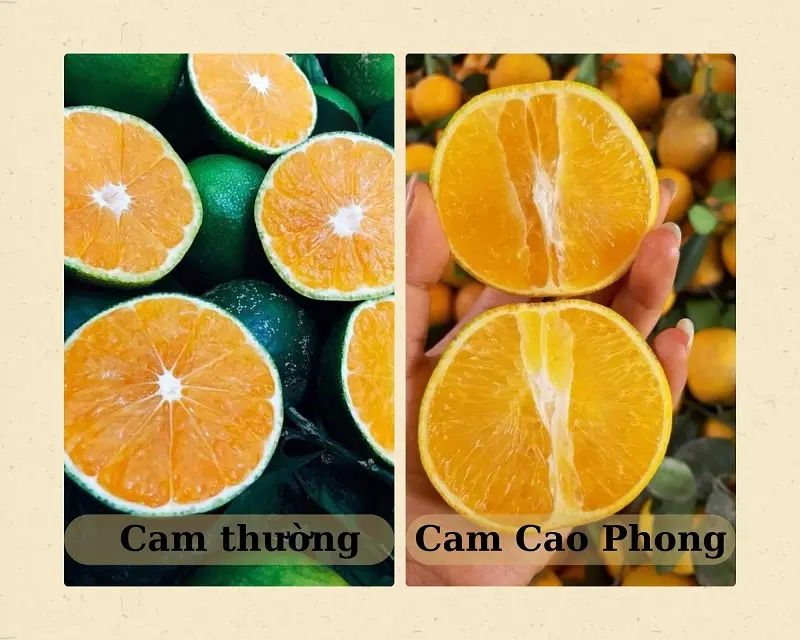 Cam Cao Phong ngon ngọt đặc sản nức tiếng đất H&ograve;a B&igrave;nh 5
