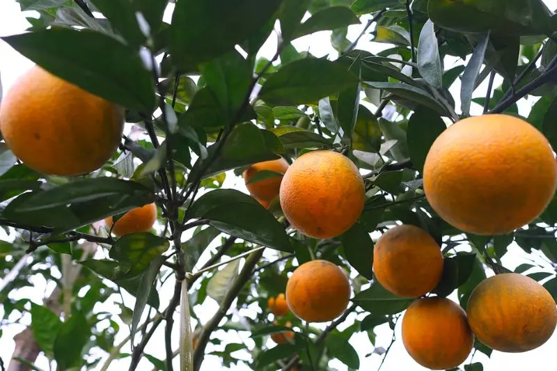 Top 13 đặc sản H&ograve;a B&igrave;nh ăn ngon v&agrave; c&oacute; thể mua về l&agrave;m qu&agrave; 14