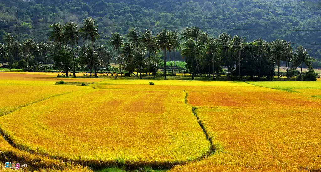 B&aacute;nh ghẹ xanh Hội An - Chưa thưởng thức như chưa từng đến Hội An 7