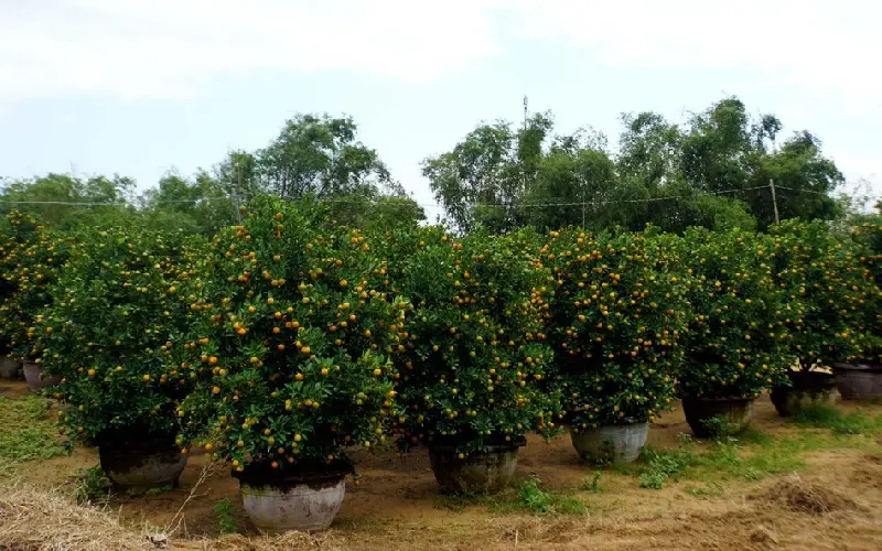 9 l&agrave;ng nghề Hội An l&acirc;u đời đ&aacute;ng để bạn tham quan 3