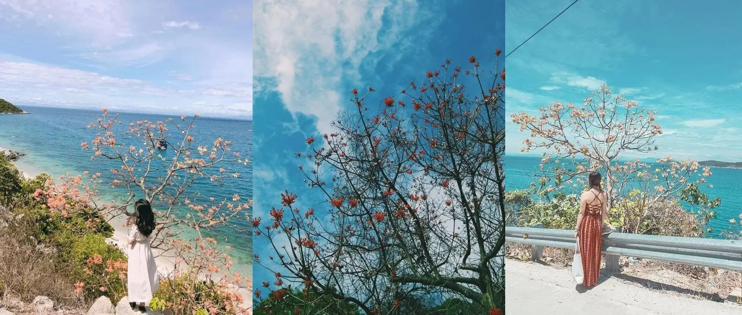 Nàng thơ Cù Lao Chàm xinh đẹp giữa sắc hoa ngô đồng qua loạt hình check-in của Trần Hà Luận Thanh 9