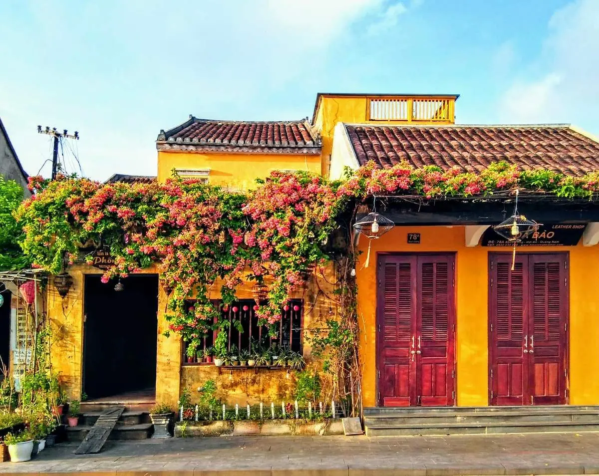 Những giàn hoa sử quân tử ở Hội An, vẻ đẹp rực rỡ đầy lãng mạn 6