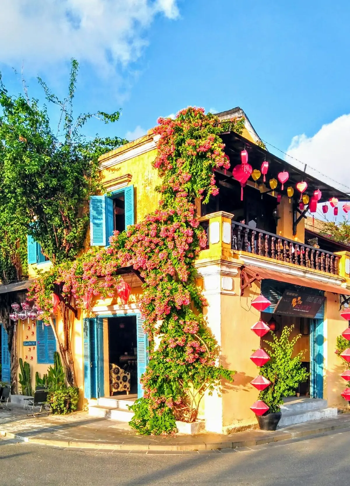 Những giàn hoa sử quân tử ở Hội An, vẻ đẹp rực rỡ đầy lãng mạn 4