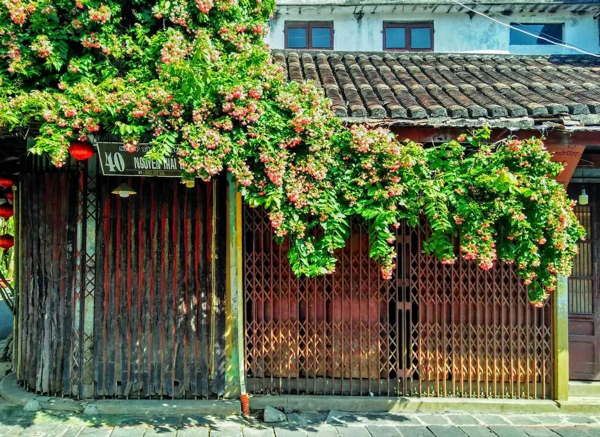 Những giàn hoa sử quân tử ở Hội An, vẻ đẹp rực rỡ đầy lãng mạn 7