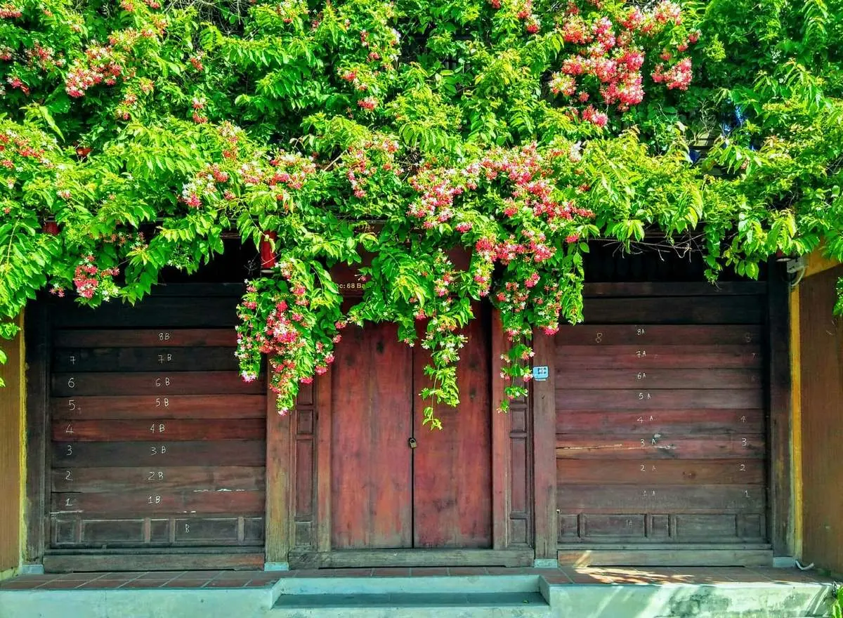 Những giàn hoa sử quân tử ở Hội An, vẻ đẹp rực rỡ đầy lãng mạn 5
