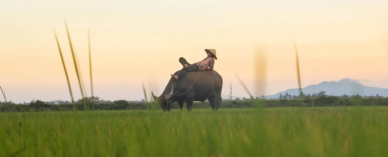 Một ngày khám phá làng quê Hội An yên bình và đáng nhớ