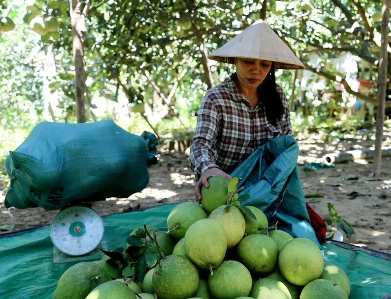 Quả thanh trà Huế: Đặc sản thanh mát mang hương vị sông Hương 8