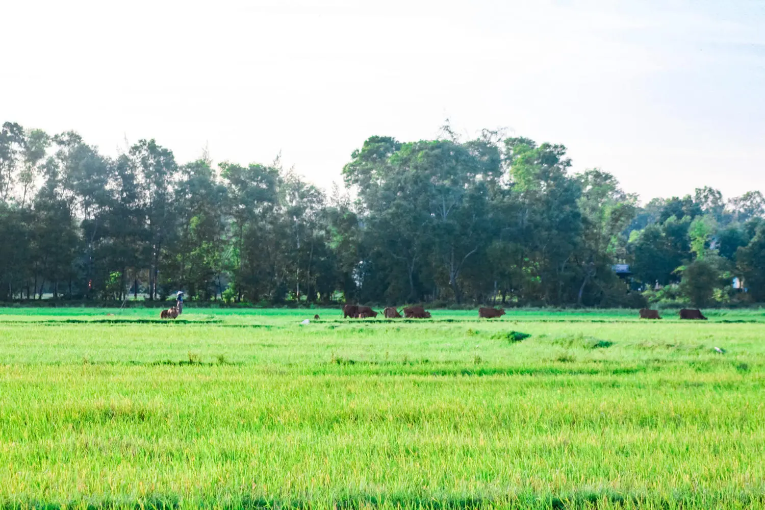 Ghé Giang Hải kiếm tìm bình yên nơi xứ Huế mộng mơ 11