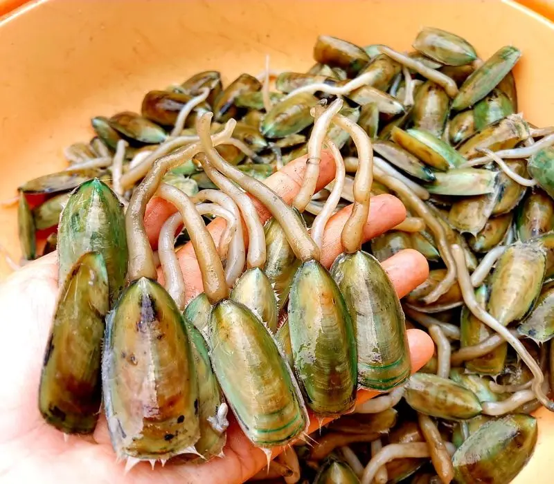 Cà xỉu, đặc sản Kiên Giang độc lạ khiến bao người mê mẩn