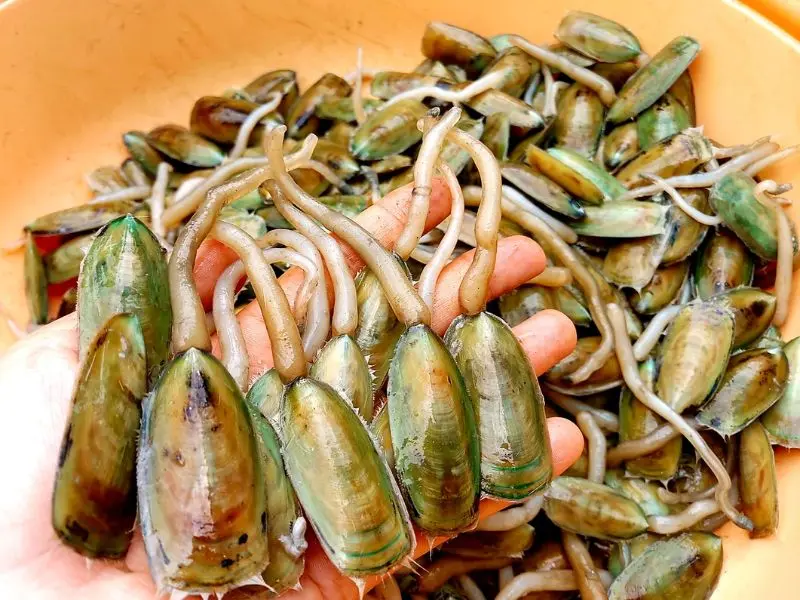 9 Đặc sản H&agrave; Ti&ecirc;n, ăn một lần l&agrave; nhớ m&atilde;i kh&ocirc;ng ngu&ocirc;i 4