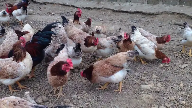 Gà nướng Hòn Sơn, đặc sản không thể bỏ lỡ khi đến Kiên Giang 3