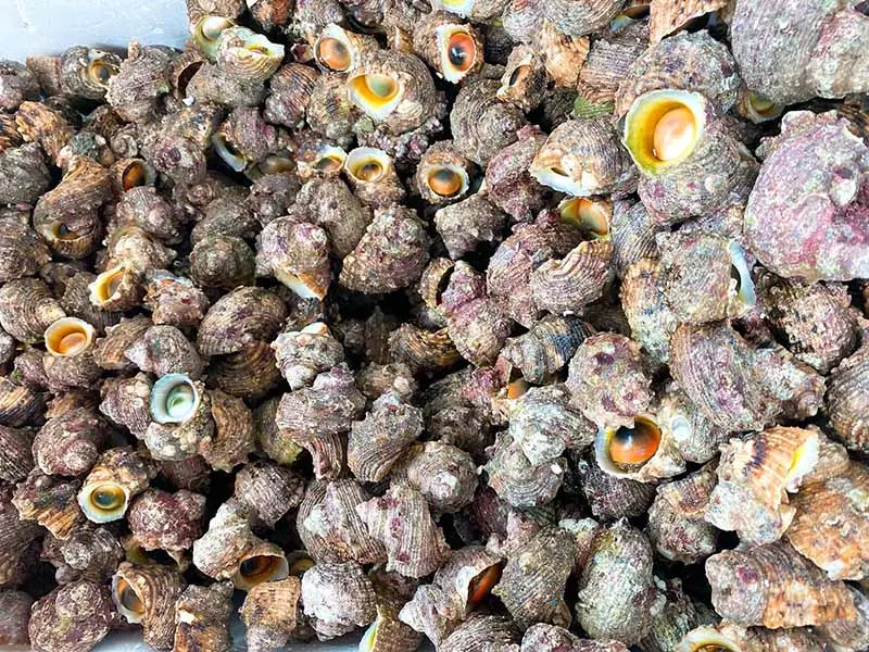 Ốc mắt ngọc nướng Nam Du, món ngon ăn là ghiền của xứ biển 5