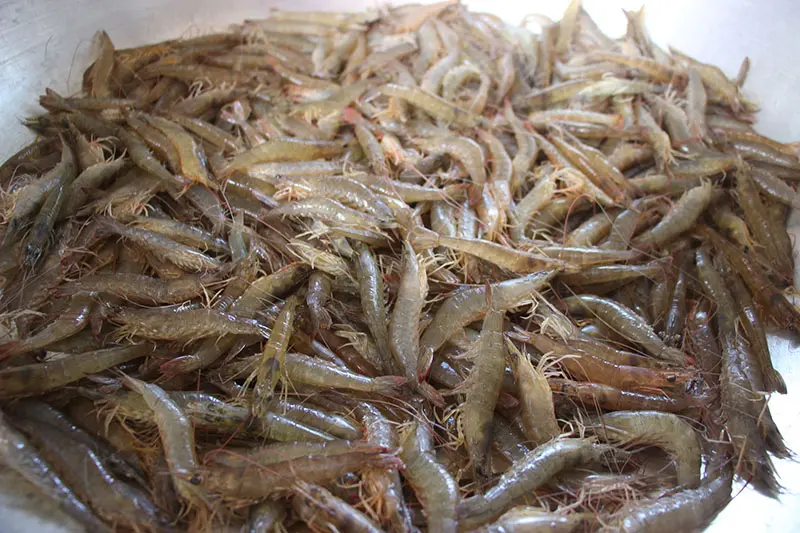T&ocirc;m kh&ocirc; Nam Du, thức qu&agrave; qu&yacute; gi&aacute; từ h&ograve;n đảo thơ mộng 2