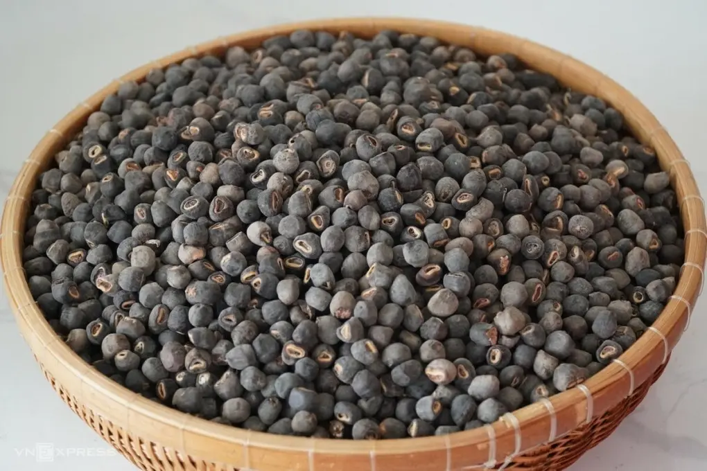 Chuối hột rừng Kon Tum, loại dược liệu thần kỳ của vùng núi cao 6