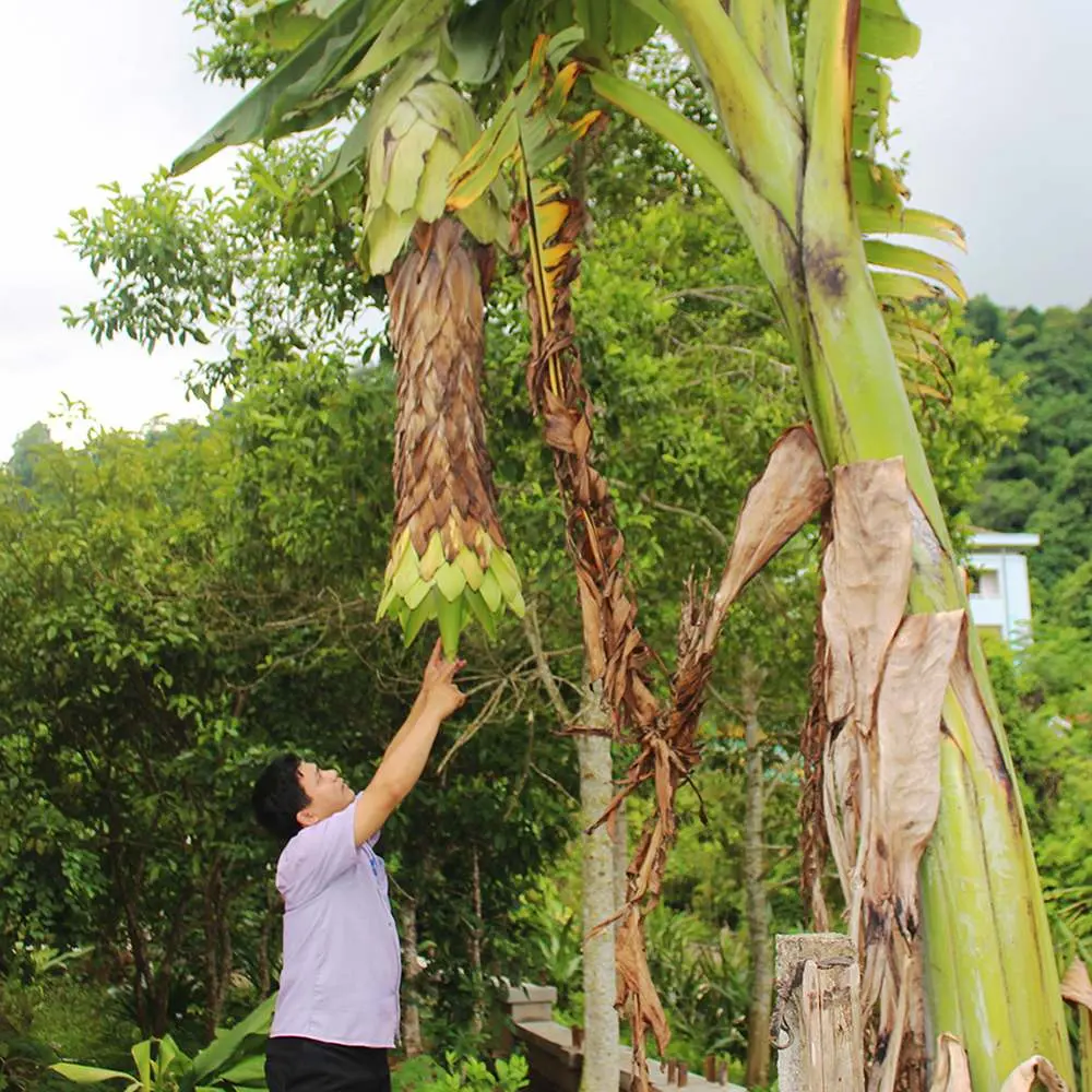 Chuối hột rừng Kon Tum, loại dược liệu thần kỳ của vùng núi cao 3