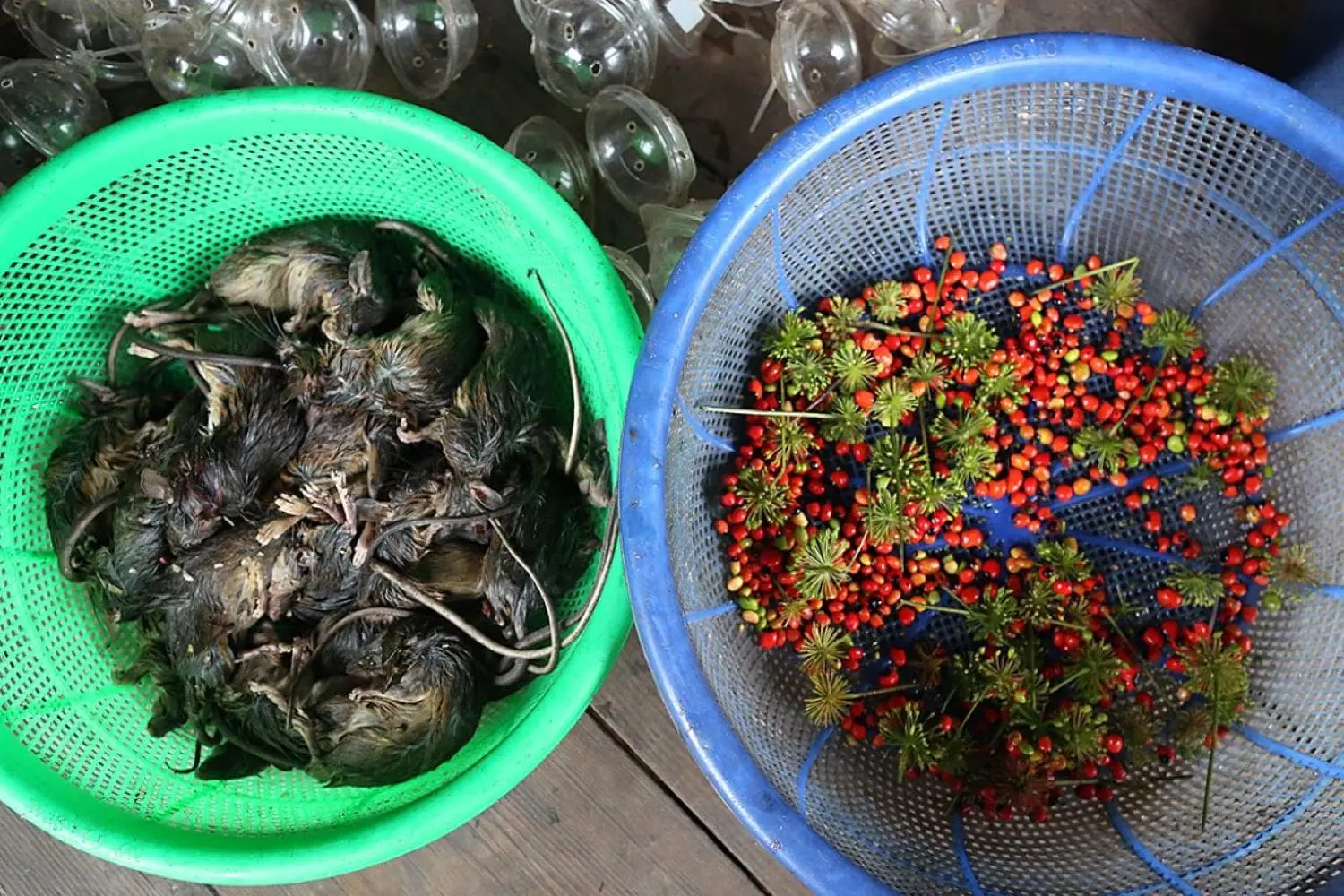 Chuột Ngọc Linh, m&oacute;n ăn đ&atilde;i kh&aacute;ch qu&yacute; của người d&acirc;n Xơ Đăng 3