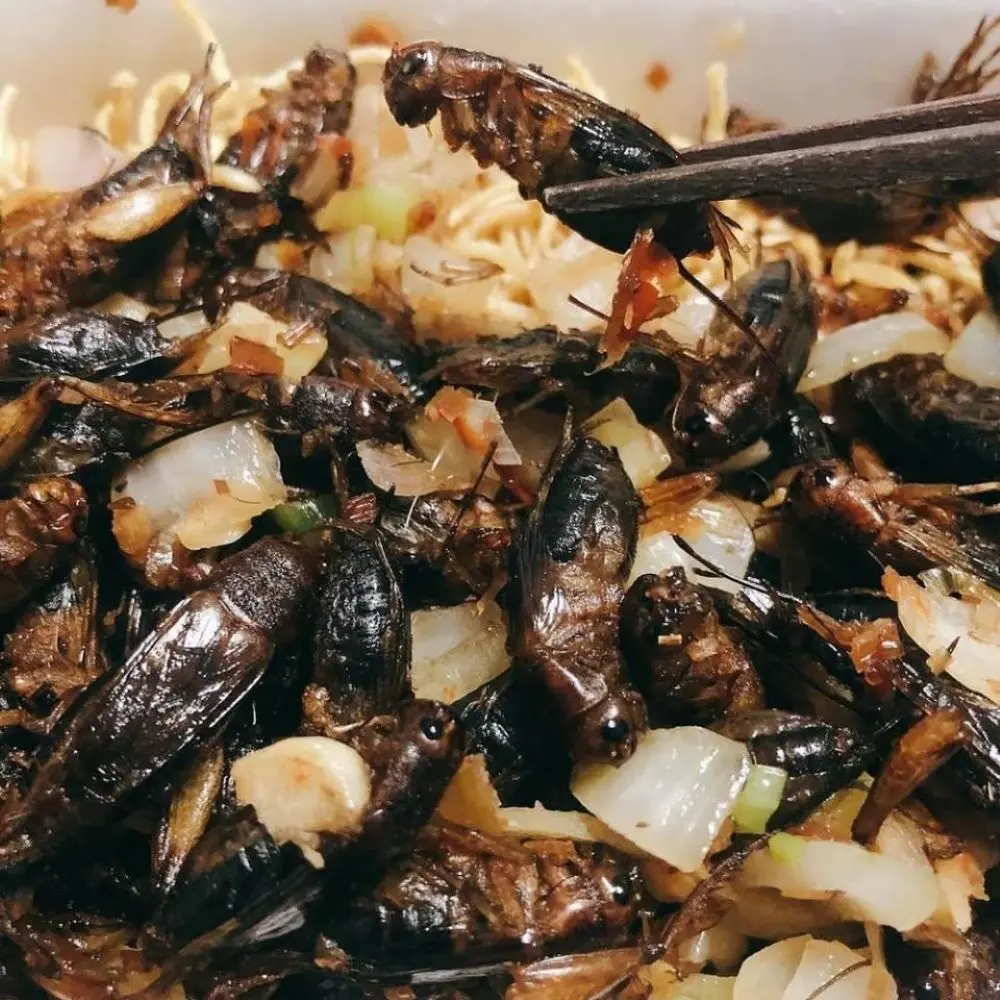 Dế chi&ecirc;n Kon Tum, m&oacute;n ăn đặc sản nổi tiếng ở v&ugrave;ng đất T&acirc;y Nguy&ecirc;n 4