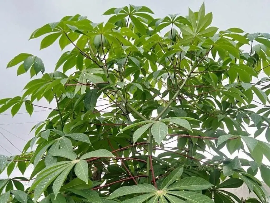 L&aacute; m&igrave; Kon Tum, nguy&ecirc;n liệu đặc biệt cho c&aacute;c m&oacute;n ăn độc đ&aacute;o 2
