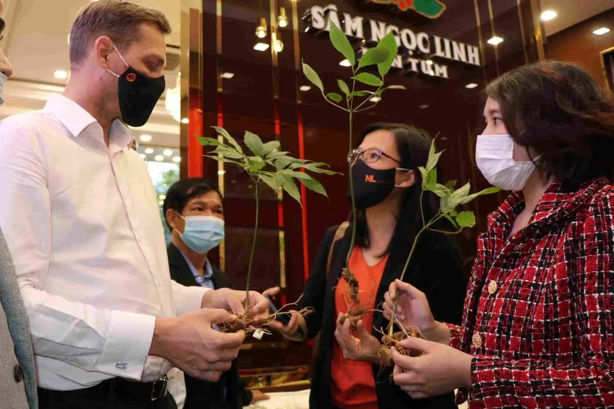 S&acirc;m Ngọc Linh, &lsquo;quốc bảo Việt Nam&rsquo; d&agrave;nh cho sức khỏe 7
